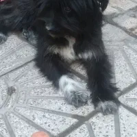 فروش سگ|سگ|اهر, |دیوار