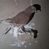 کبوتر پلاکی|پرنده|سراوان, |دیوار