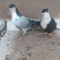 کبوتر جفگاه