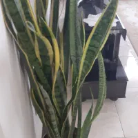 سانسوریا ابلق|گل و گیاه طبیعی|شیراز, صنایع الکترونیک|دیوار