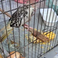 عروس هلندی نروماده
