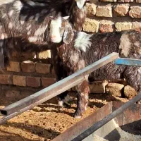 بز دورگ پاکستانی با بزغاله نر وماده شیرا