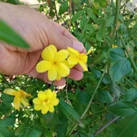 نهال یاس شیروانی زرد