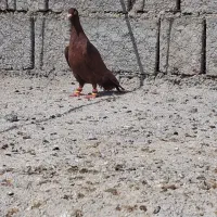 کبوتر