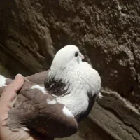کبوتر شازده سرخ