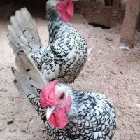 تخم مرغ تازه سیبرایت نطفه دار|حیوانات مزرعه|بندر انزلی, پیل علی باغ|دیوار