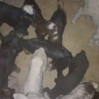 فروش کهره شیری