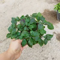 گل گندمی حوله ای رویال یشم رونا کالانکوآ|گل و گیاه طبیعی|مرودشت, استادیوم‎|دیوار