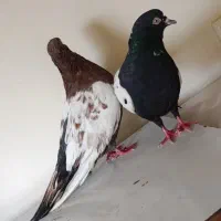 یک جفت سینه به ضمانت تخم جوجه|پرنده|مشهد, بهاران|دیوار