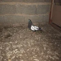 کبوتر کفتر شهرستانی معاوضه با مرغ وخروس