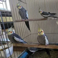 عروس هلندی نر