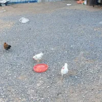 مرغ و خروس مینیاتوری|حیوانات مزرعه|زرندیه, |دیوار