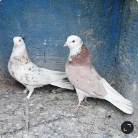 کبوتر پرشی دهنجور بشرط پرش بالا ۱۰ساعت بضمانت