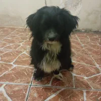 سگ پا کوتاه