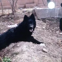 ژرمن بلک نر