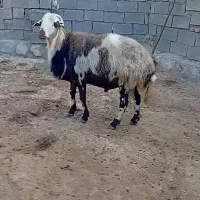 قوچ پلنگی
