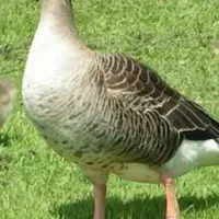 تخم غاز نطفه دار تازه