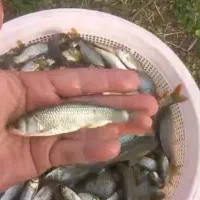 انواع بچه ماهی گرمابی|ماهی|آمل, |دیوار