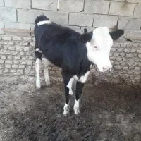 گوساله ماده سیمینتال