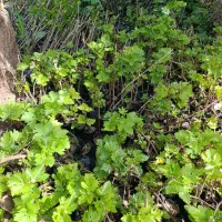 نهال انگور،انجیر،شاه توت