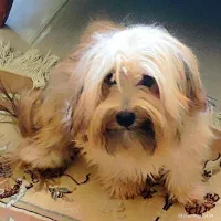 شیتزو میکس ۷ ماهه باهوش فروشی|سگ|پرند, فاز ۶|دیوار