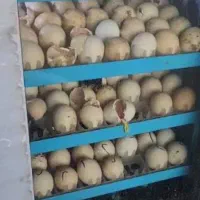 جوجه کشی ، تخم از شما دستگاه از ما|لوازم جانبی حیوانات|تبریز, |دیوار