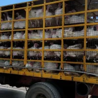 جوجه بوقلمون بیوتی زرین
