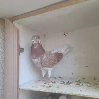 کفتر گم شده