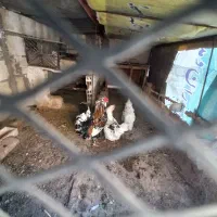 تخم گلین|حیوانات مزرعه|قم, محمد آباد|دیوار