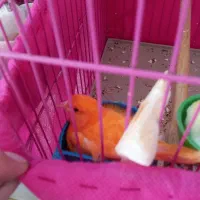 پرنده قناری|پرنده|کوهبنان, |دیوار