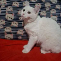 گربه|گربه|بیرجند, |دیوار