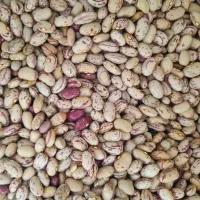 لوبیا چیتی بسیار عالی