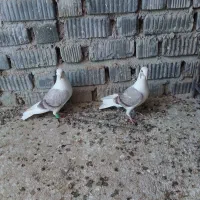 کفتر جفت نروماده دوکت|پرنده|شیراز, فرودگاه شهید دستغیب شیراز|دیوار