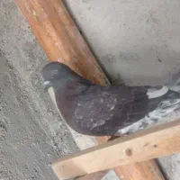 کبوتر ماده بادنجونی جلد اهواز پرشی به شرط|پرنده|ایذه, |دیوار