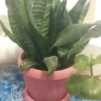 گل آپارتمان