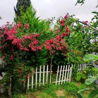 ویلا باغ سوئیسی عشق|اجارهٔ کوتاهمدت ویلا و باغ|فومن, |دیوار