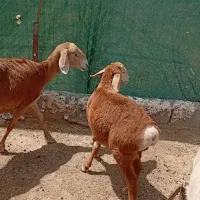 میش چینی بره داربره اش نر