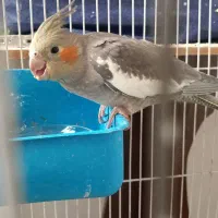 عروس هلندی سینامون|پرنده|تهران, فردوس|دیوار