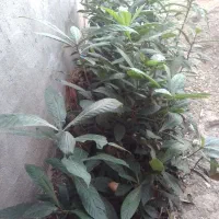 نهال ازگیل