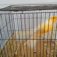 قناری نر مست|پرنده|تهران, آزادشهر|دیوار