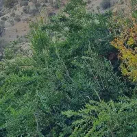 فروش آبلیمو تازه