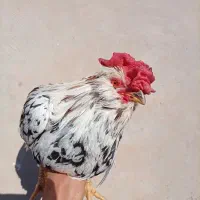 خروس گلین لری اصل