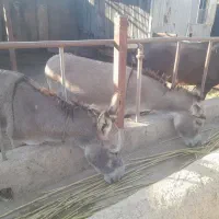 اسب|حیوانات مزرعه|شیراز, کفترک|دیوار