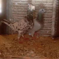 جفت کفتر سرور و سبز