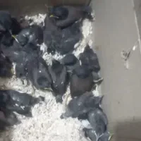 مرغ مینا جوجه