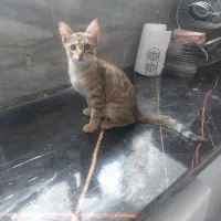 واگذاری بچه گربه سه ماهه|گربه|زنجان, |دیوار