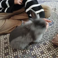 خرگوش لوپ|موش و خرگوش|ارومیه, |دیوار