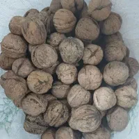 گردو کیلویی ۱۱۰۰
