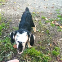 بزغاله بره بزشیرخوار|حیوانات مزرعه|ماکلوان, |دیوار