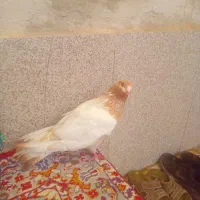 پرنده کله قهوه ای